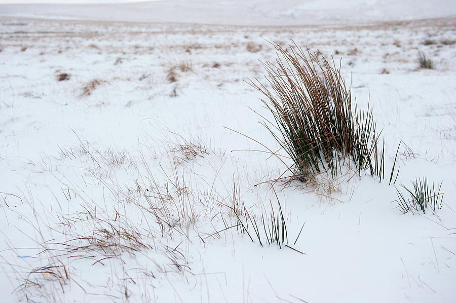 Reeds and Snow Photograph by Helen Jackson