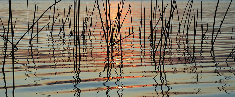 Reeds at Sunset Abstract Photograph by David T Wilkinson