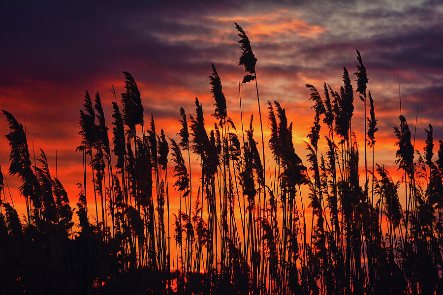 Reeds at Sunset Photograph by Raymond Salani III