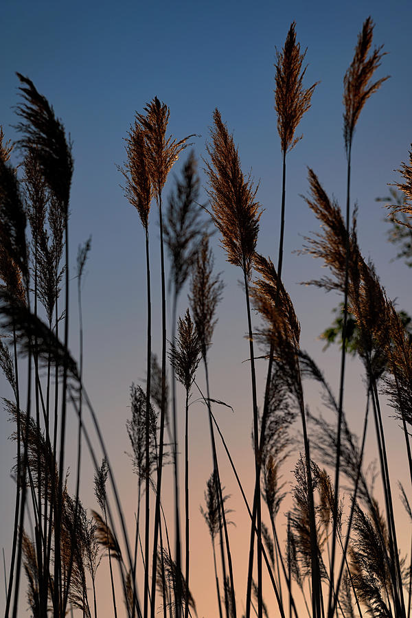 Sunset Photograph - Reeds at Sunset by Rick Berk