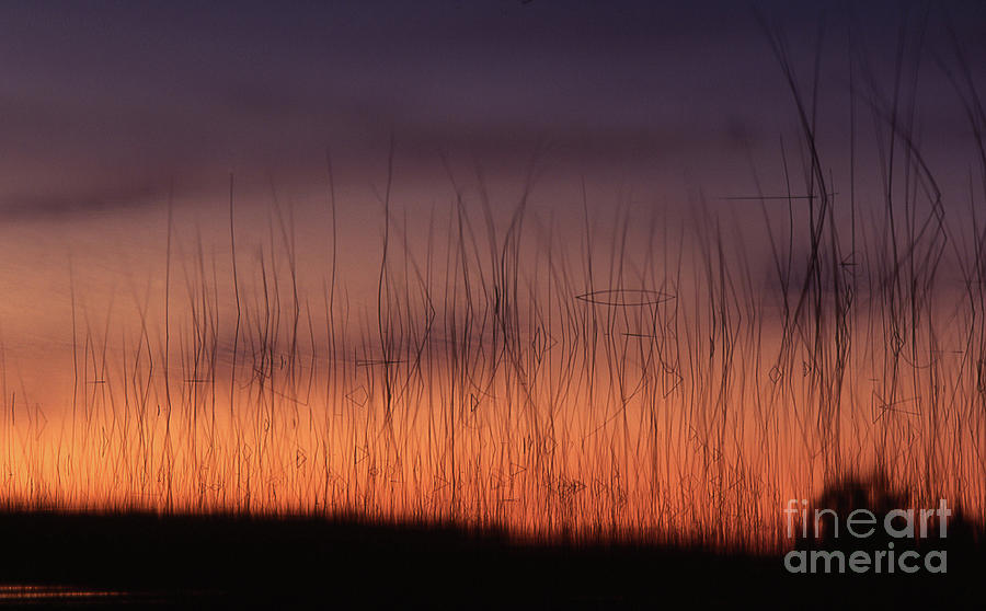 Reeds Photograph - Reeds at Sunset by Timothy Johnson