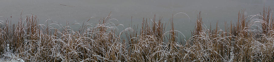 Reeds Photograph by Brooke Bowdren