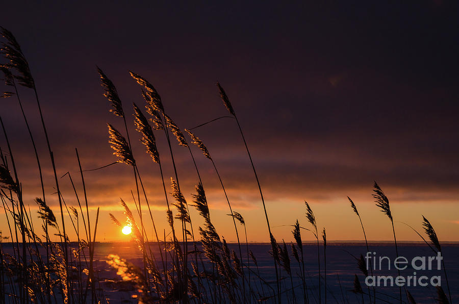 Reeds By Sunset Photograph