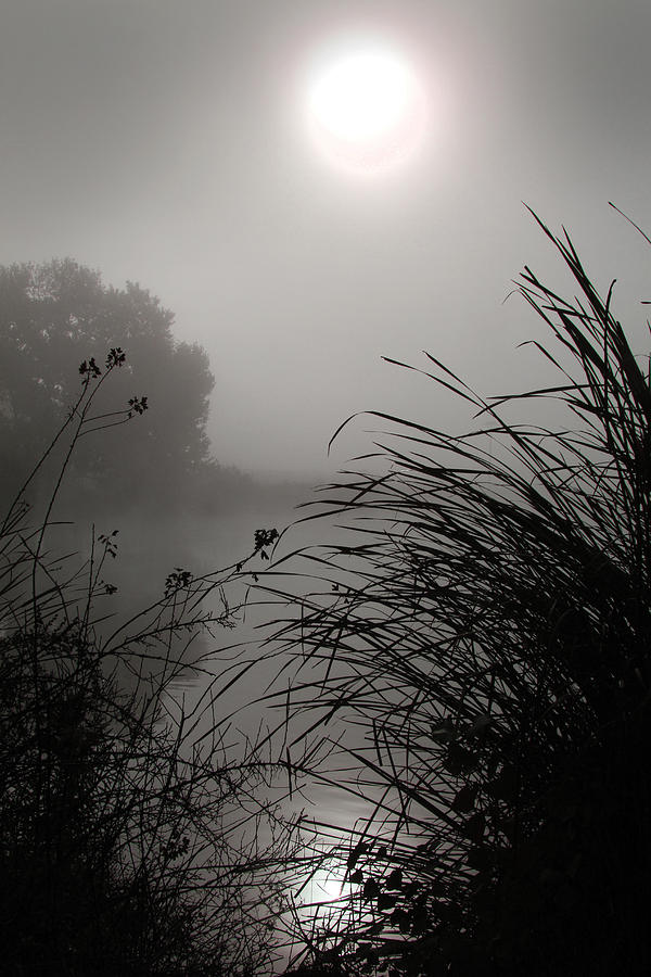 Reeds by the lake Photograph by Jeffrey Ringer - Fine Art America