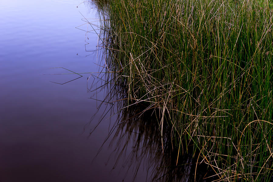 Reeds Photograph by Derek Dean