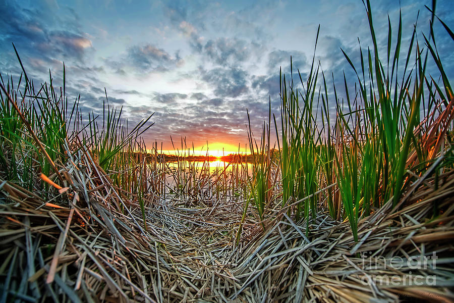 Reeds Frame Sunset Photograph by David Arment