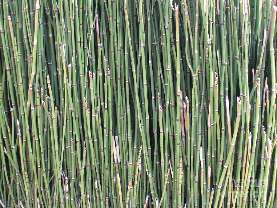 Reeds Photograph by Glenda Zuckerman