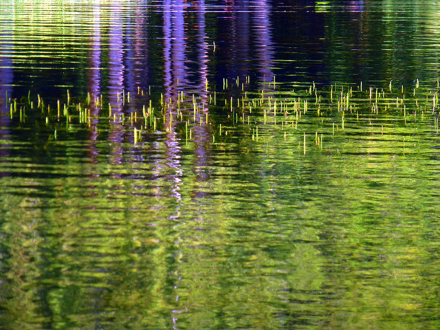 Reeds In A Lake Reflection Photograph by Lori Seaman