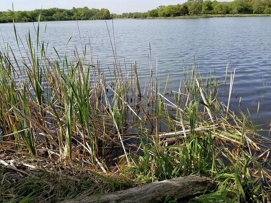 Reeds in Water Photograph by Tami Parrington - Fine Art America