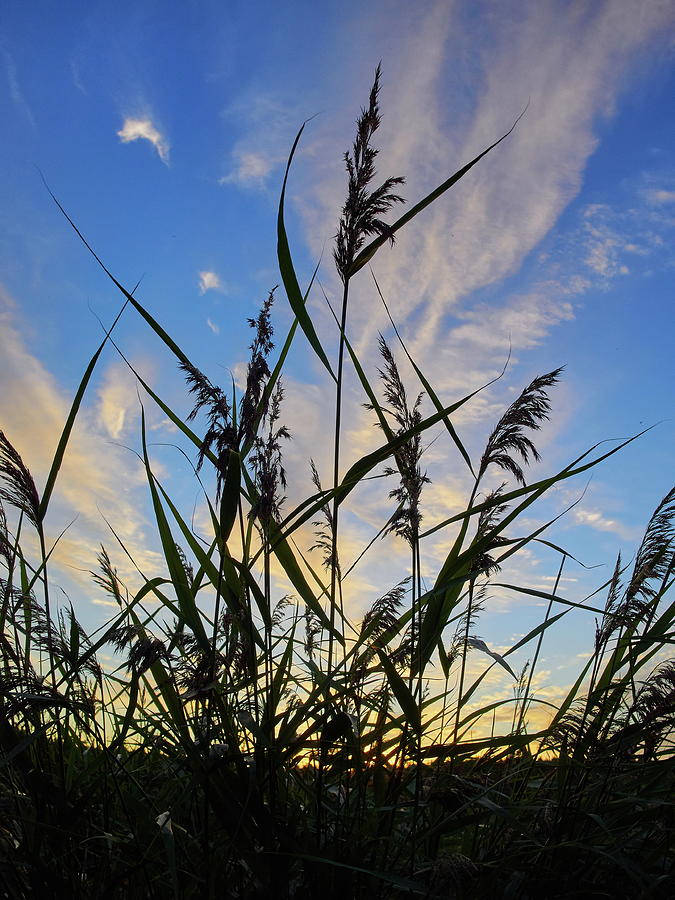 Reeds. Kustavi Sunset Photograph