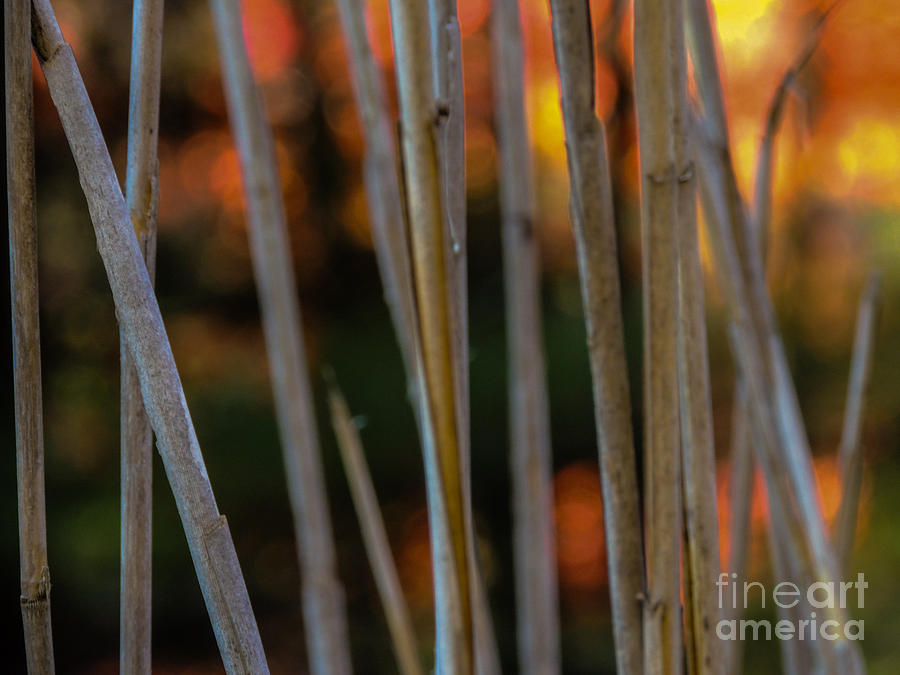 Reeds Photograph by Mim White