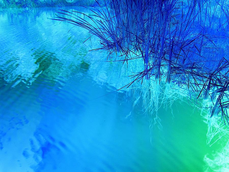 Reeds Of Blue Photograph by Florene Welebny