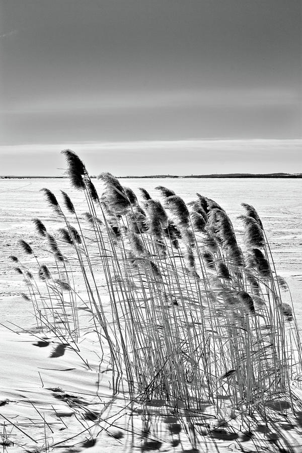 Reeds on a frozen lake by Peter Pauer Reeds on a frozen lake by Peter Pauer