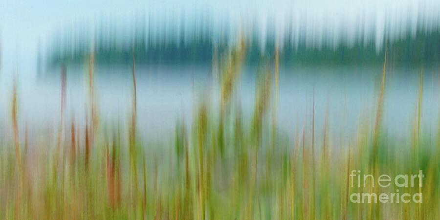 Reeds Photograph by Patricia Strand