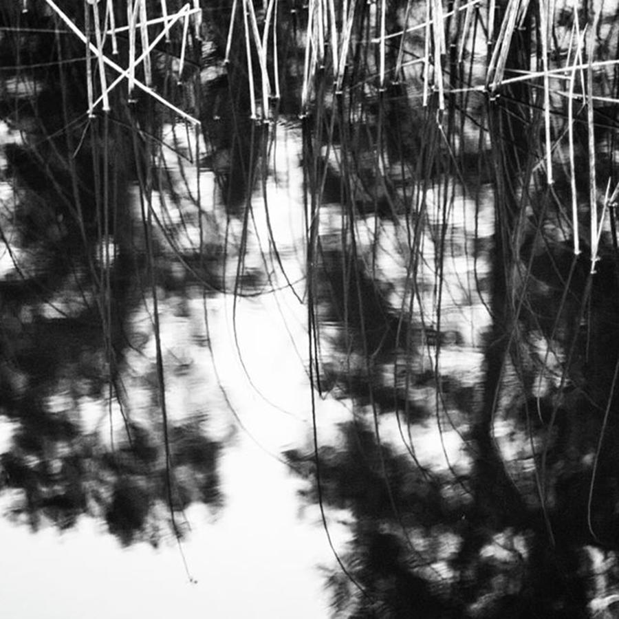 Dark Photograph - Reeds Reflecting In The Water, Finland by Aleck Cartwright