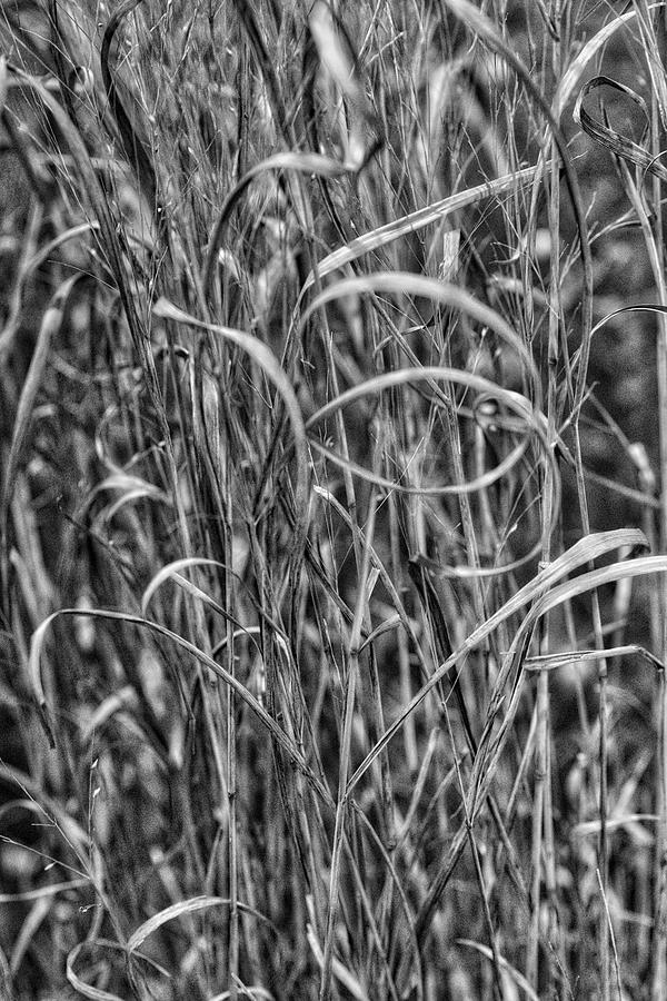 Reeds Photograph