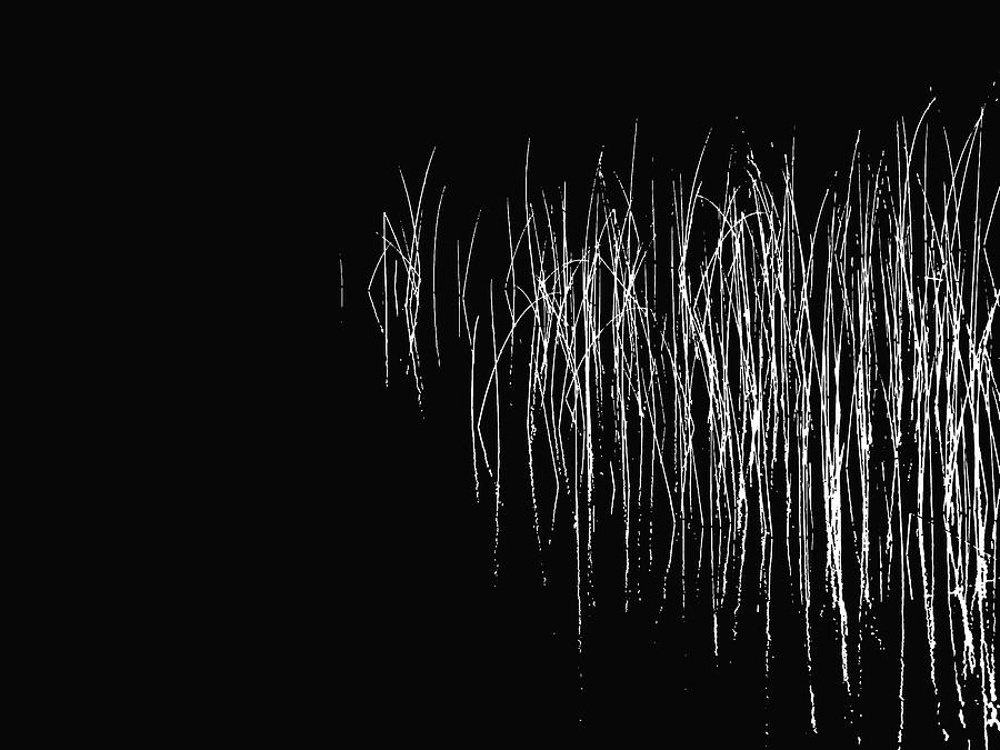 Black And White Photograph - Reeds Variation 2 by Tom Reynen