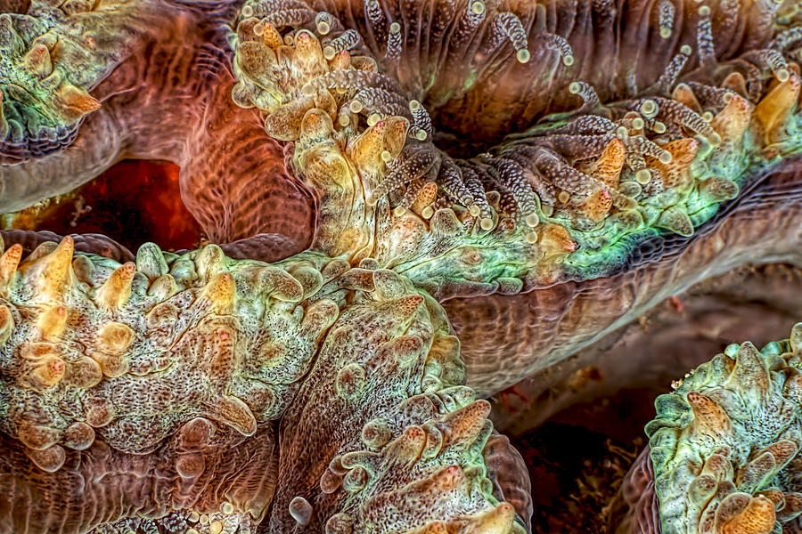 Nature Photograph - Reef Art - Stony Coral by Henry Jager