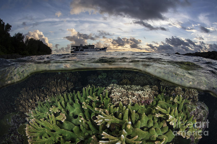 Reef-building Corals Thrive On A Reef Photograph by Ethan Daniels - Pixels