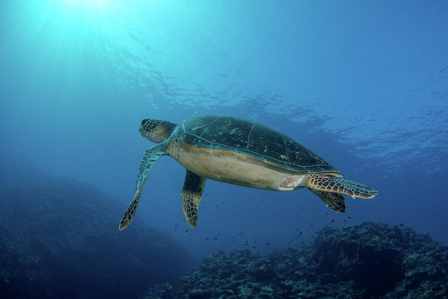 Reef cruising Photograph by Shawn Miller - Fine Art America