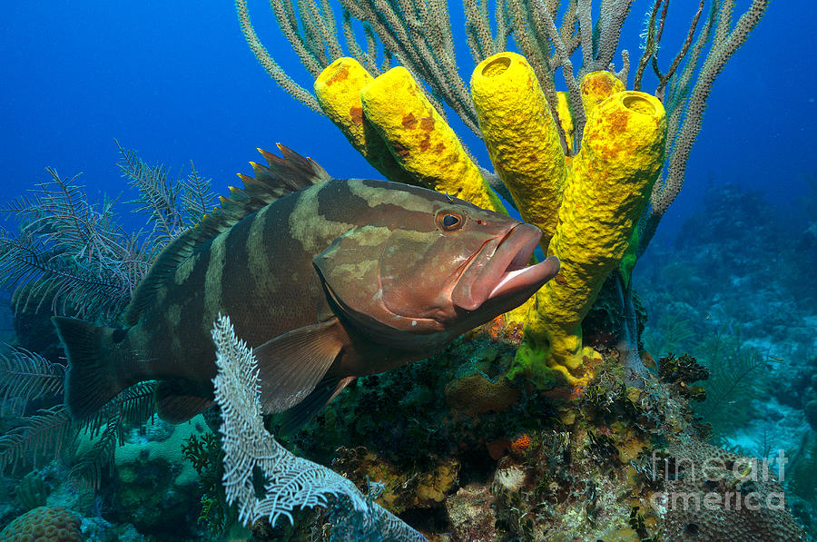 Reef Denizon Photograph by Aaron Whittemore