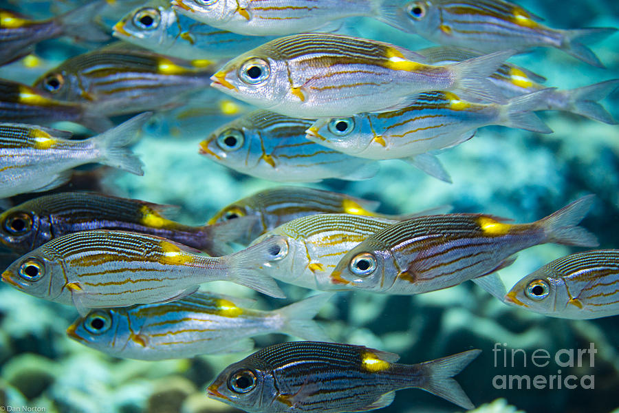 Reef Fish 1 Photograph by Dan Norton