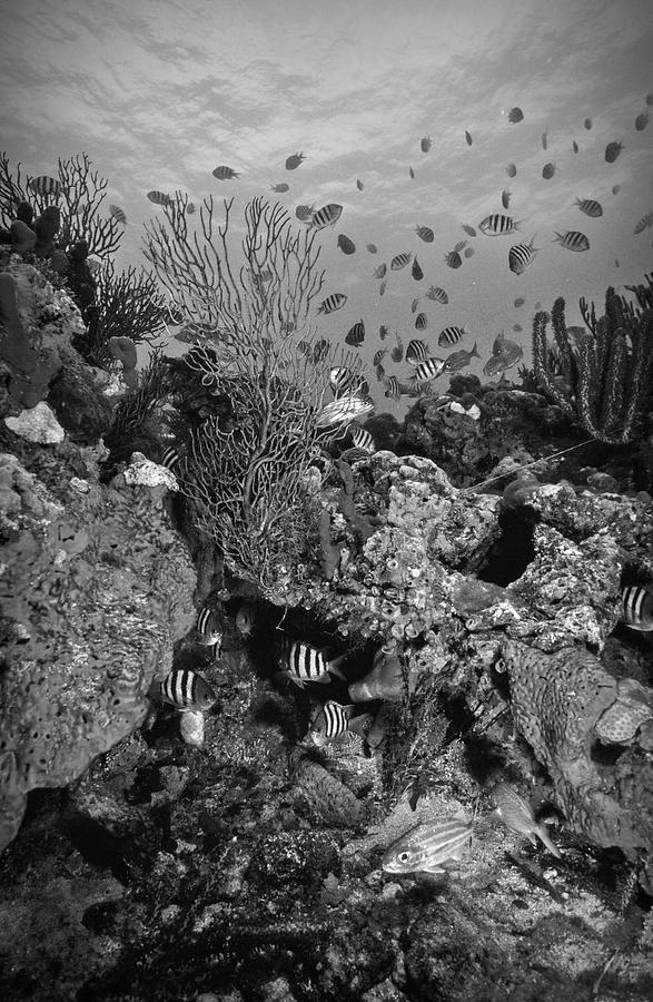 Reef in Black and White Photograph by Debra and Dave Vanderlaan