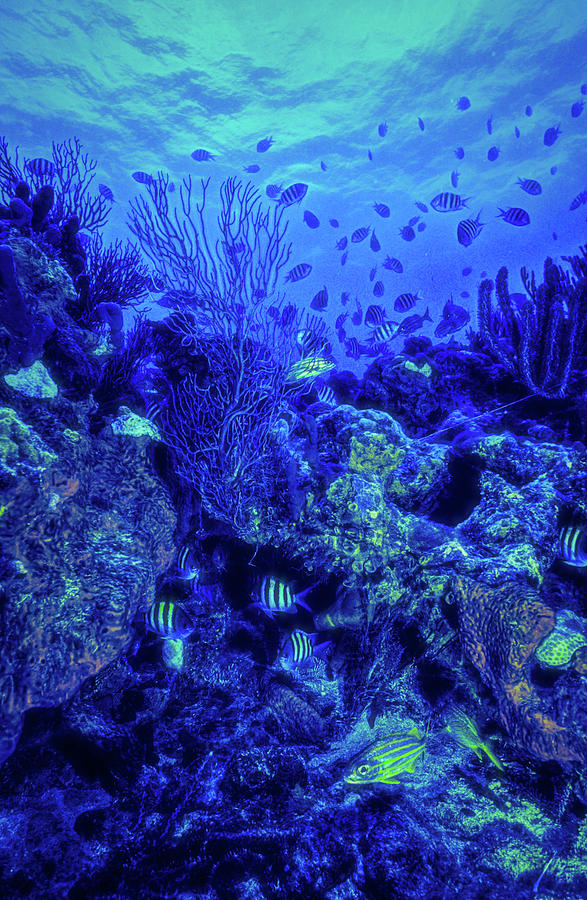 Reef in Blues Photograph by Debra and Dave Vanderlaan