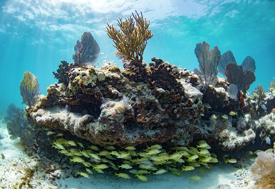 Reef Landscape Photograph by Andrew Eales - Fine Art America