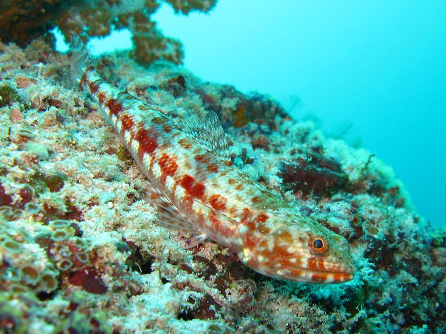 Reef Lizardfish Photograph by Colin Knight - Fine Art America