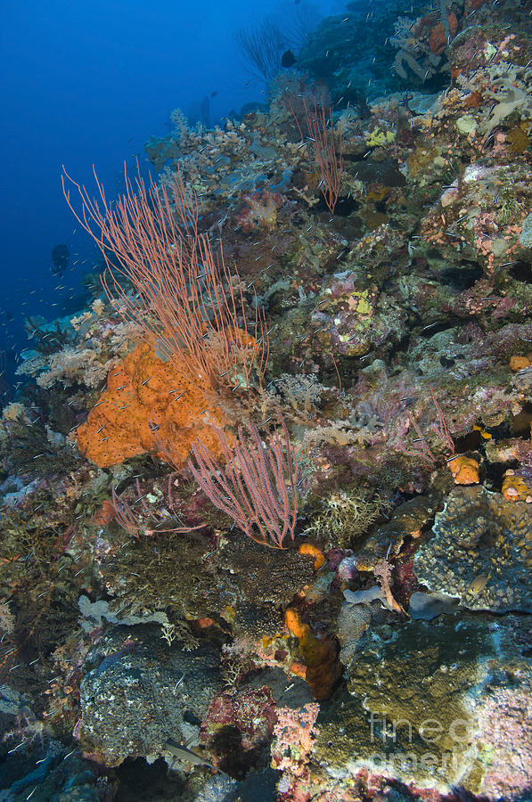 Reef Scape In The Solomon Islands Photograph by Steve Jones