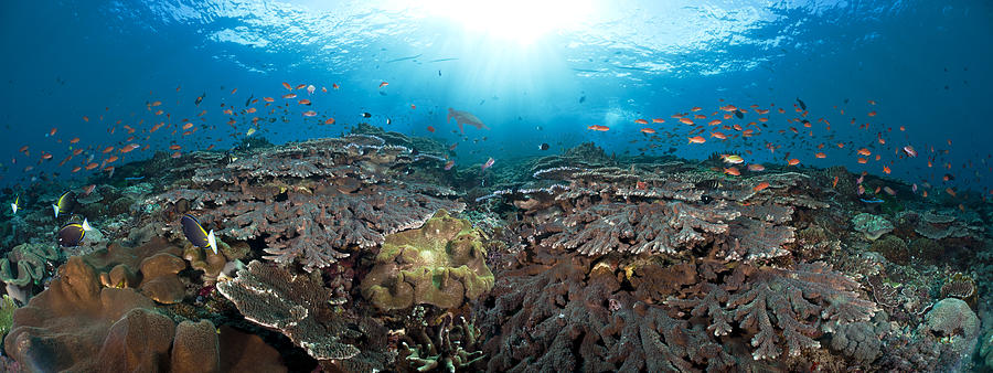 Reef Scene Panorama Photograph by Dave Fleetham