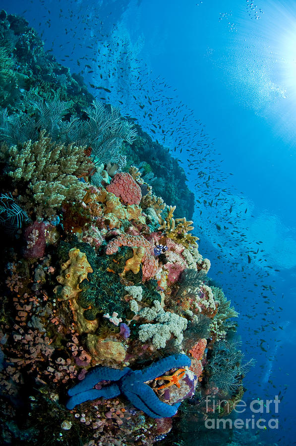 Reef Scene With Corals And Fish Photograph by Mathieu Meur