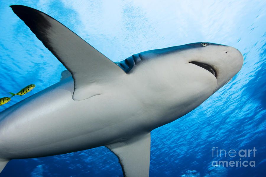 Reef Shark Belly Photograph by Dave Fleetham - Printscapes