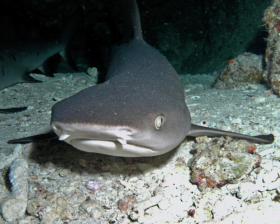 Blacktip Reef Shark Photograph By Cameron Knudsen - Fine Art America