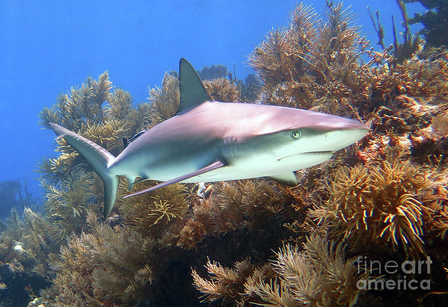 Reef Shark Photograph by Daryl Duda