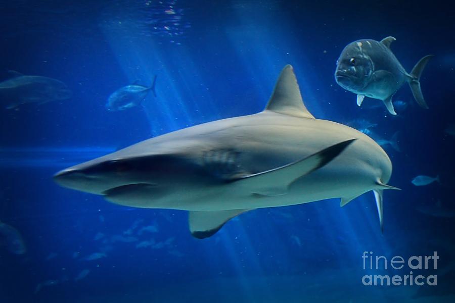 Reef Shark Photograph by DJ Florek