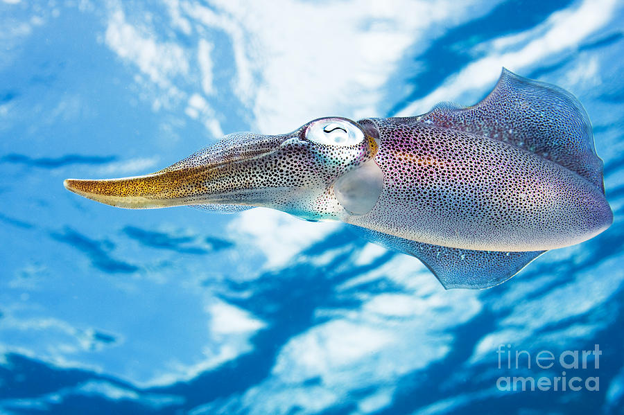 Reef squid Photograph by Dave Fleetham - Printscapes