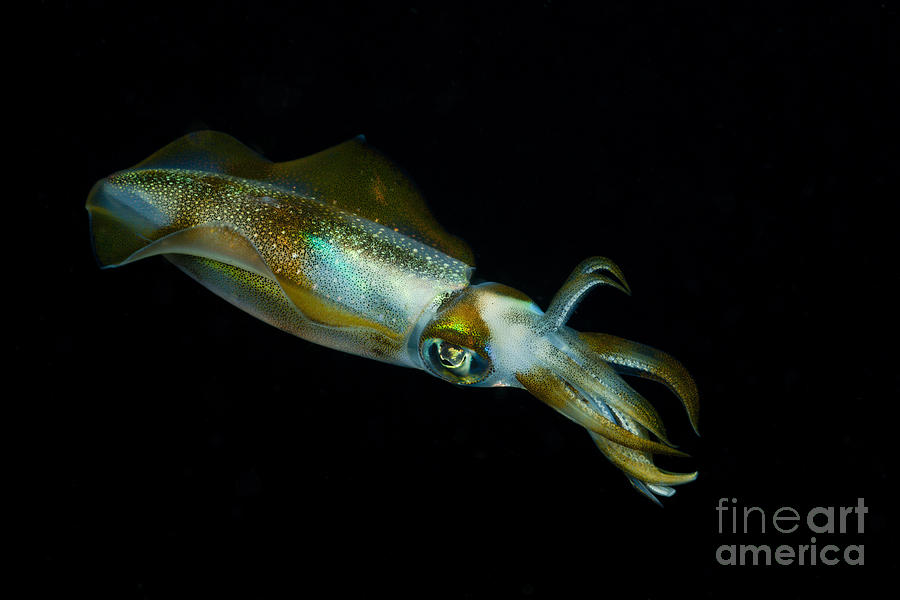 Reef Squid Photograph by Reinhard Dirscherl