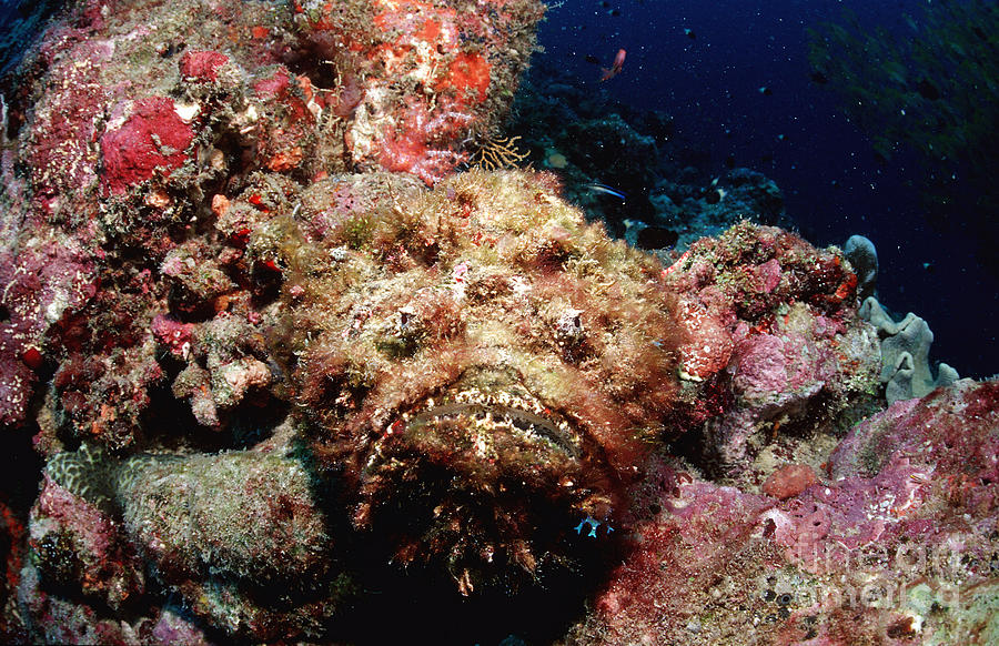 Reef Stonefish Photograph by Reinhard Dirscherl
