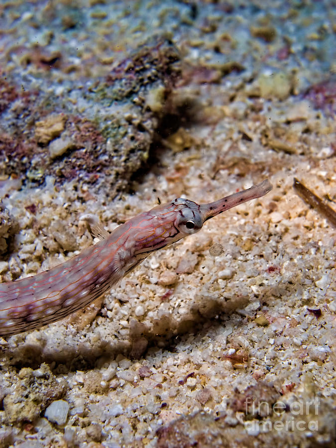 Reeftop Pipefish Photograph by Joerg Lingnau