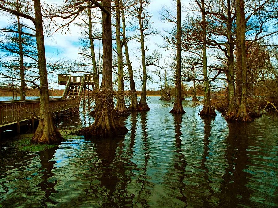 Reelfoot Beauty Photograph by Julie Dant