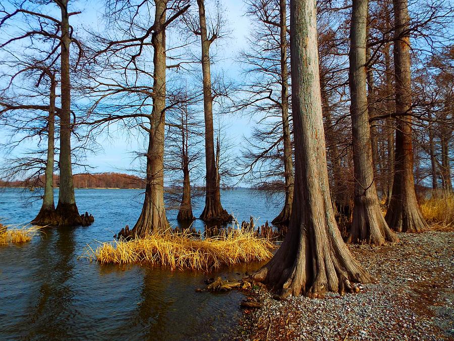 Reelfoot in Winter Photograph by Julie Dant