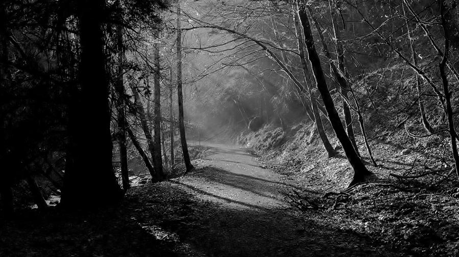Reelig forest walk Photograph by Gavin Macrae