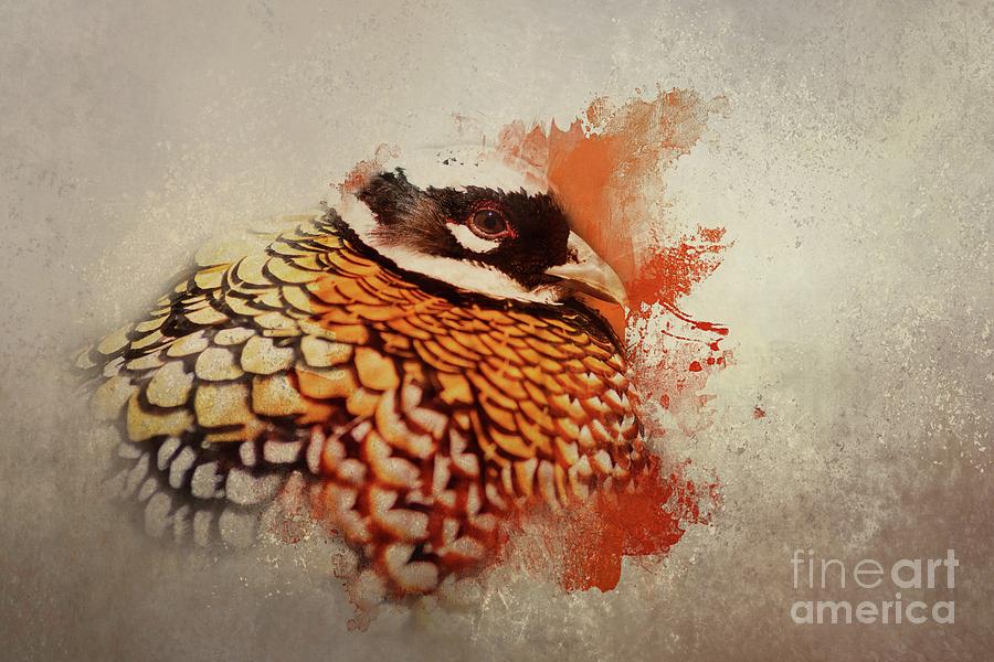 Reeves Pheasant Mixed Media by Eva Lechner