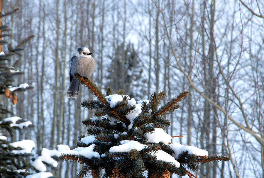 Refined Little Gray Jay in Colorado Photograph by Carol M Highsmith