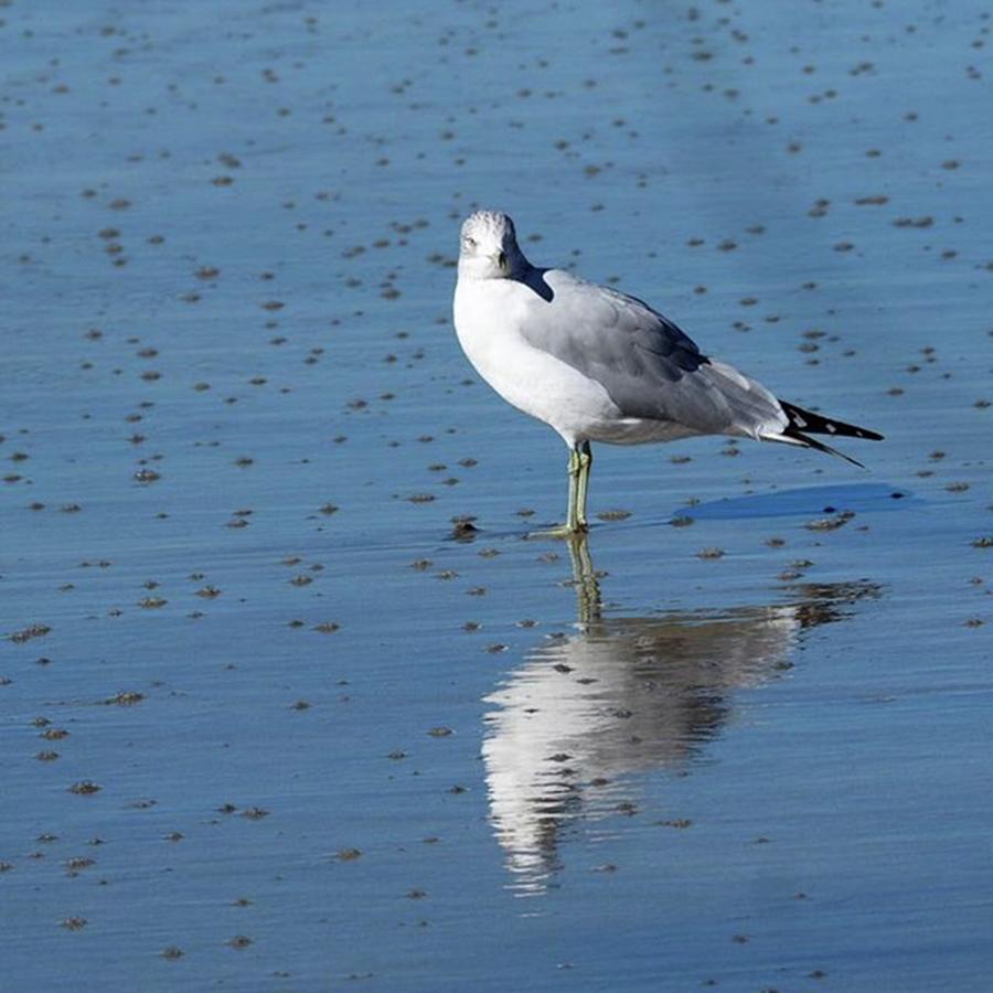 Seagull Photograph - Reflect✨ But Always Move Forward by J Lopez