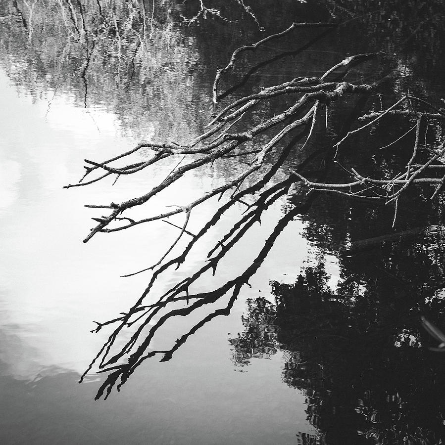 Black And White Photograph - Reflected Branches by Chris Dale