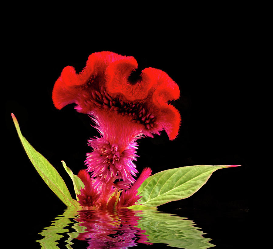 Reflected Celosia Photograph by Jean Noren