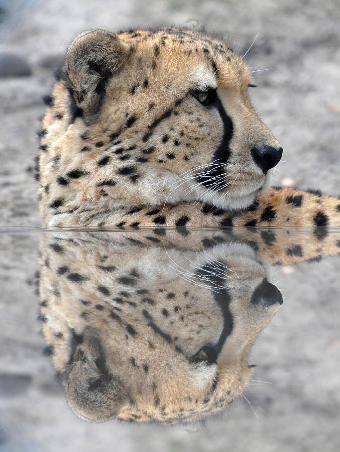 Reflected Cheetah Photograph by Teresa Blanton